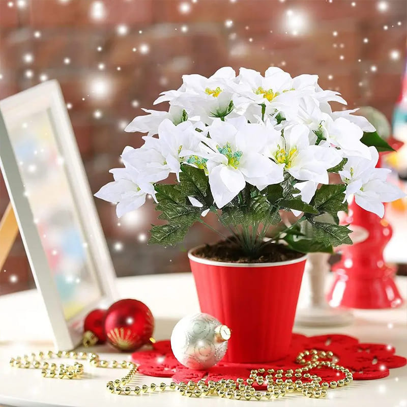 Poinsettia Rouge Intense