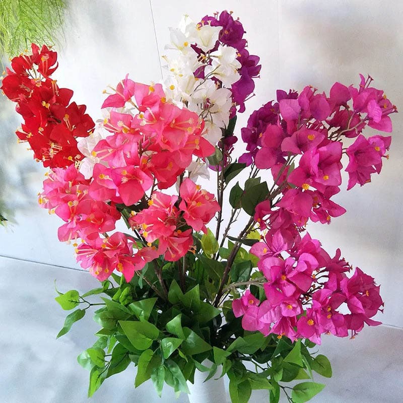 Bougainvillier : Fleurs Vivifiantes