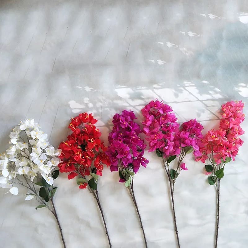 Bougainvillier : Fleurs Vivifiantes