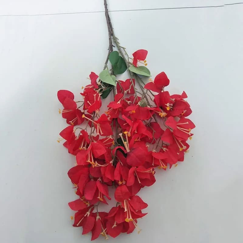 Bougainvillier : Fleurs Vivifiantes