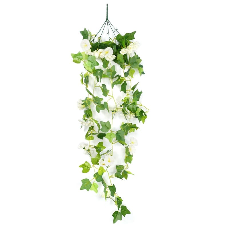 Fleurs Morning Glory