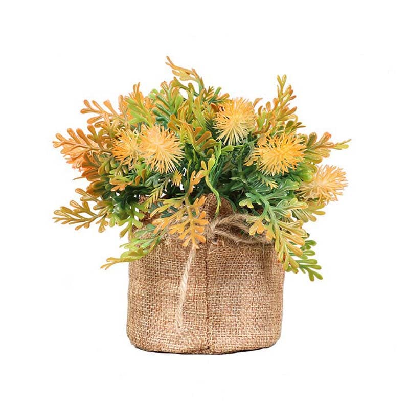 Fougère en Pot.