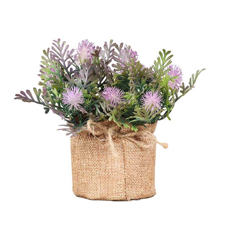Fougère en Pot.