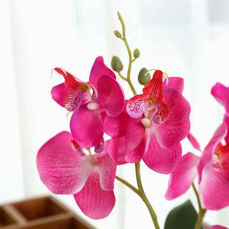 Mini Orchidée