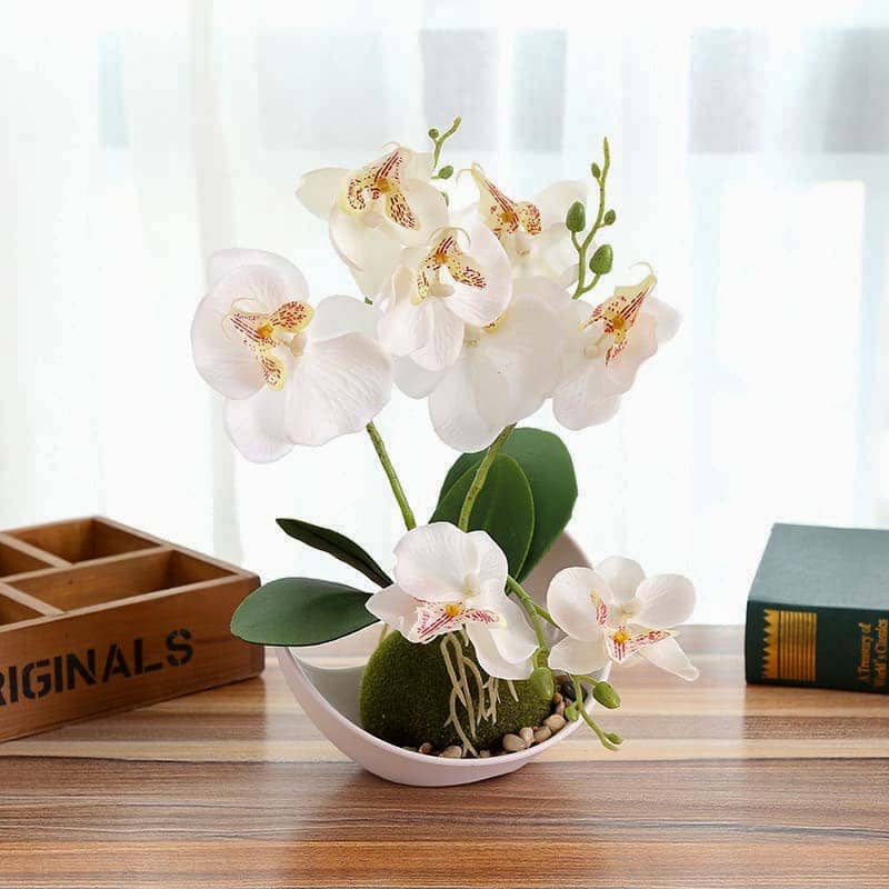Mini Orchidée