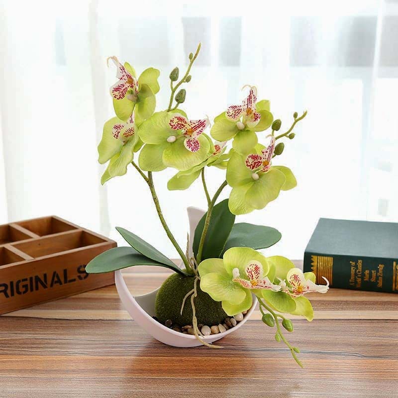 Mini Orchidée