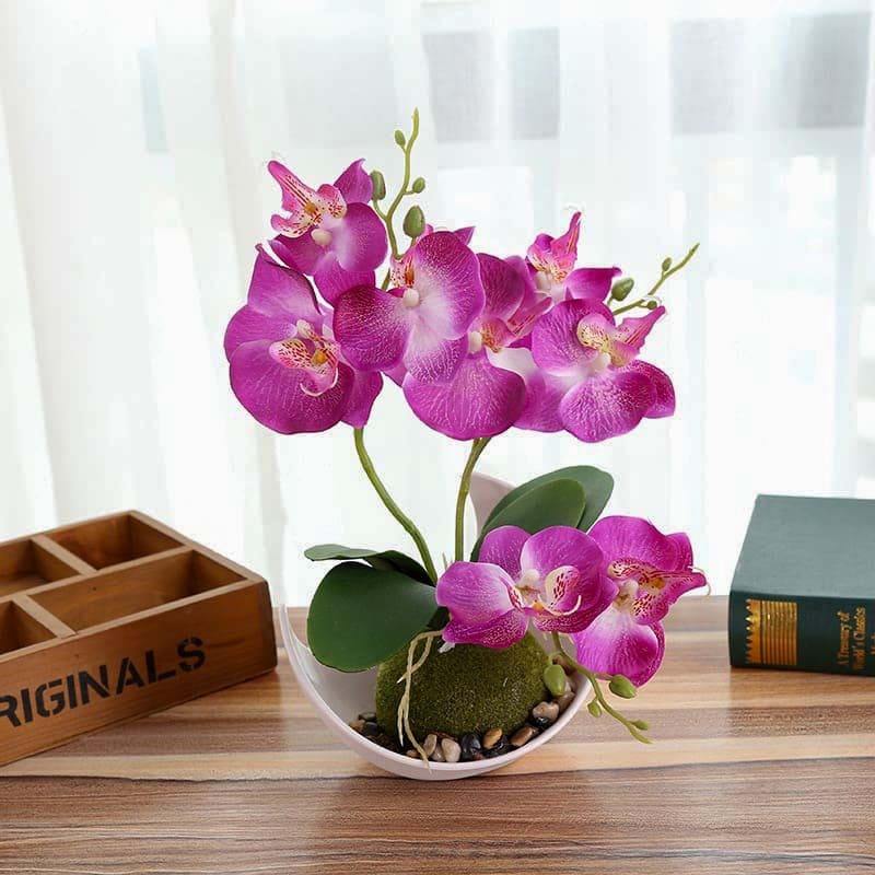 Mini Orchidée