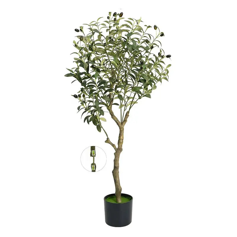 Pot Olivier 1m20 - Découvrez notre Olivier en Pot 1m20 de qualité