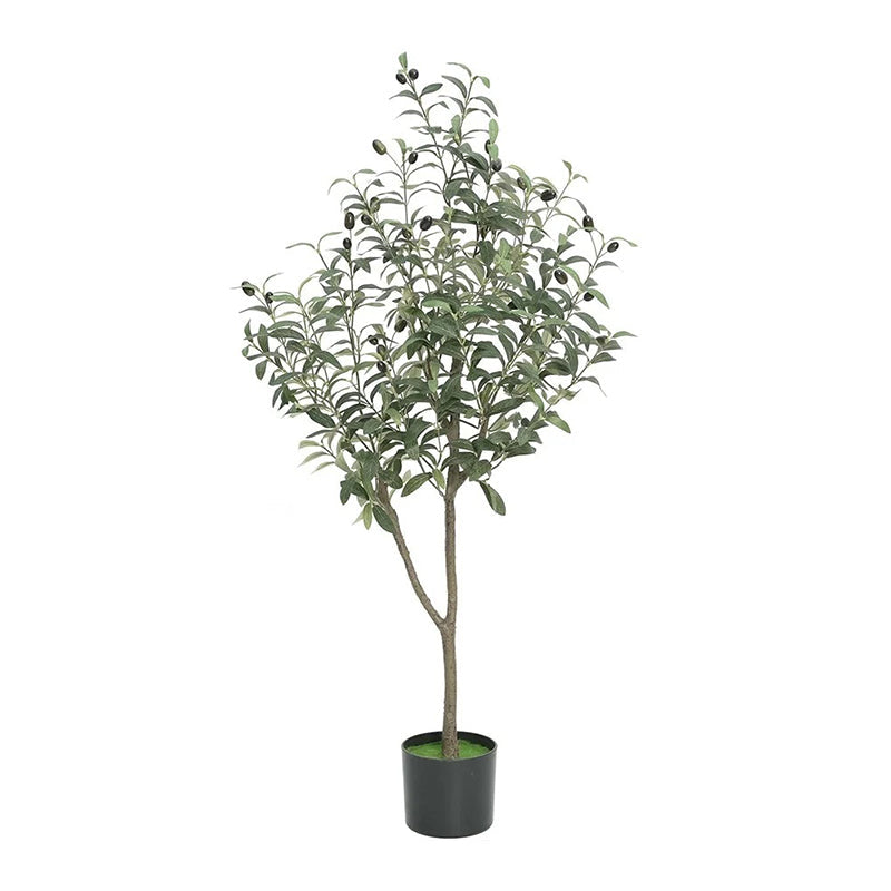 Pot Olivier 1m20 - Découvrez notre Olivier en Pot 1m20 de qualité