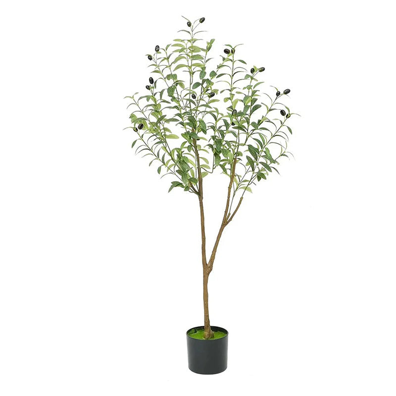 Pot Olivier 1m20 - Découvrez notre Olivier en Pot 1m20 de qualité