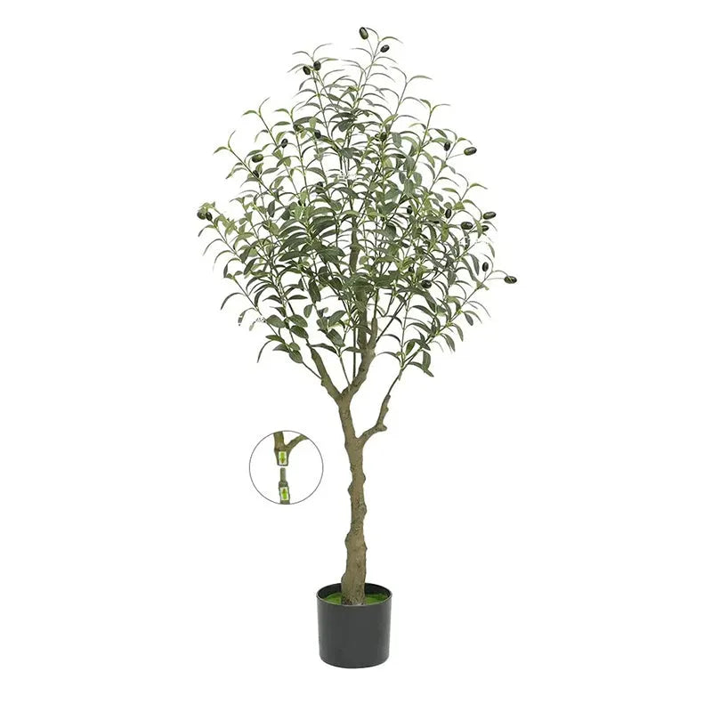 Pot Olivier 1m20 - Découvrez notre Olivier en Pot 1m20 de qualité
