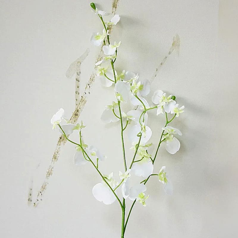 Cambria Orchidée.