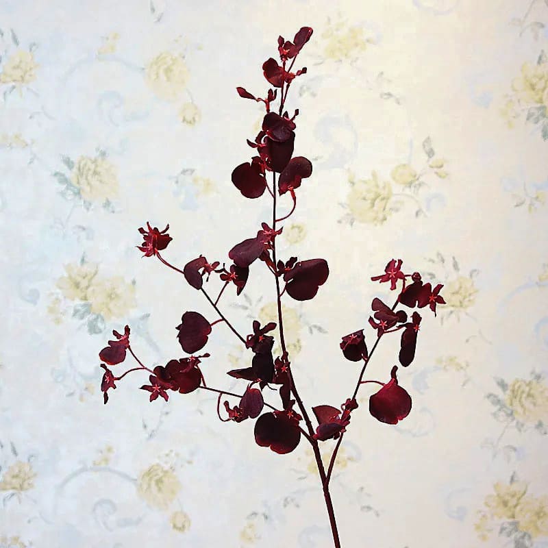Cambria Orchidée.