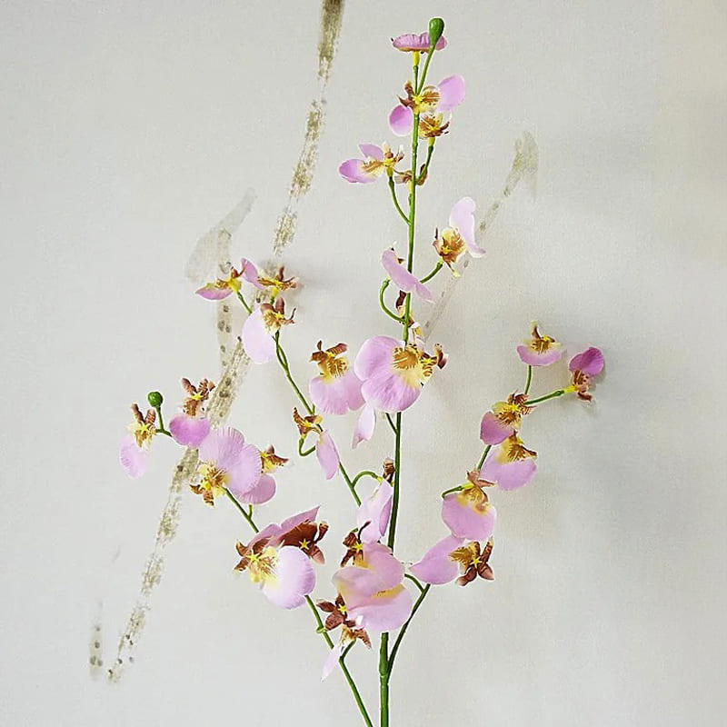 Cambria Orchidée.