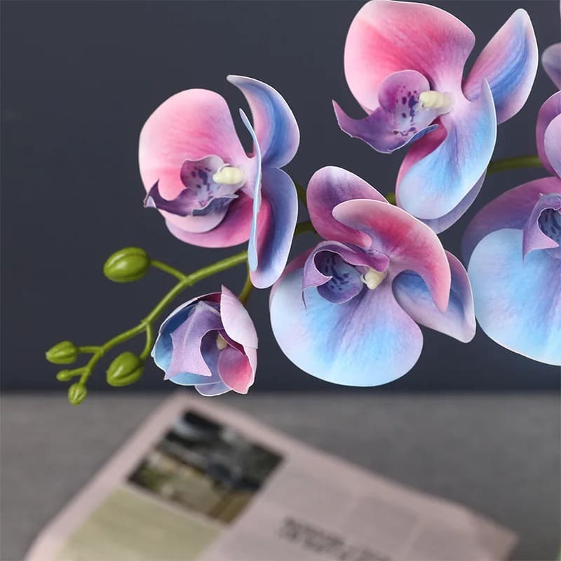 Orchidée Originale