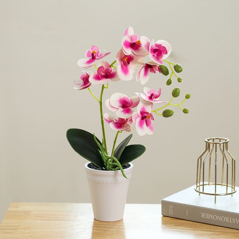 Orchidée Papillon