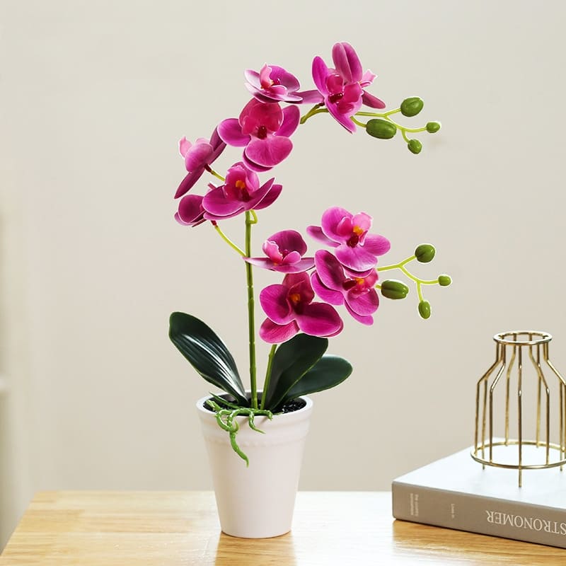 Orchidée Papillon