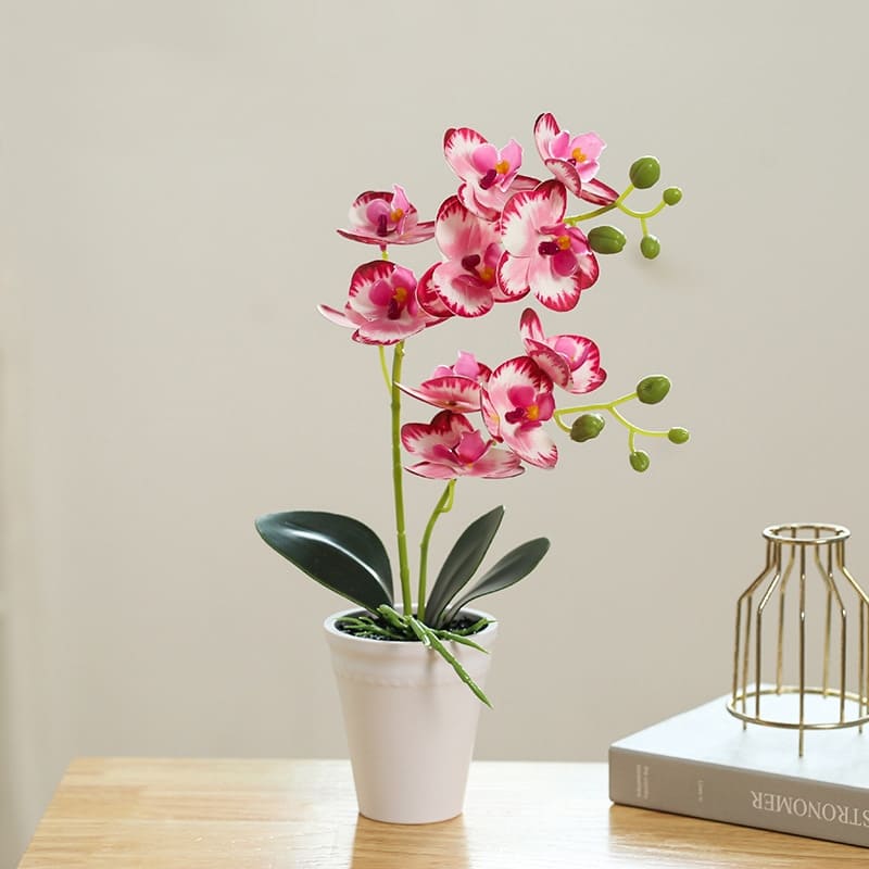 Orchidée Papillon