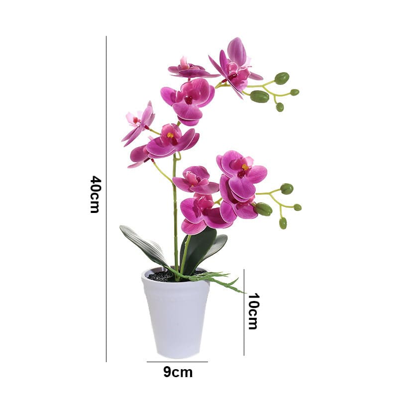 Orchidée Papillon