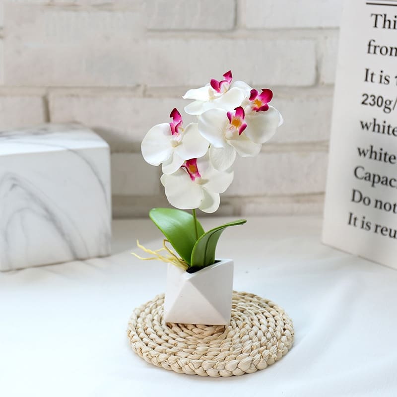 Orchidée Phalaenopsis Blanche en Pot