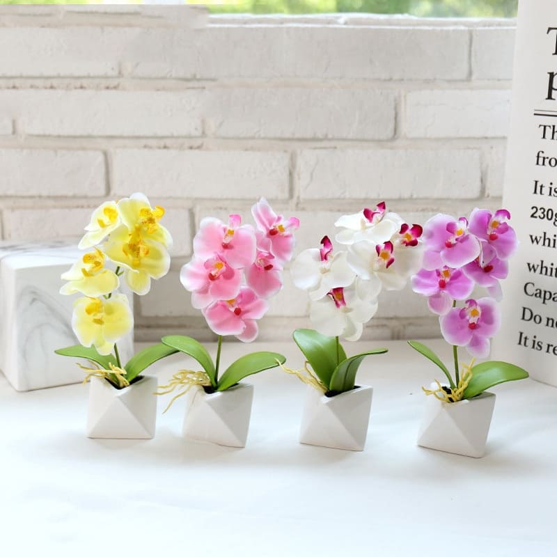 Orchidée Phalaenopsis Blanche en Pot