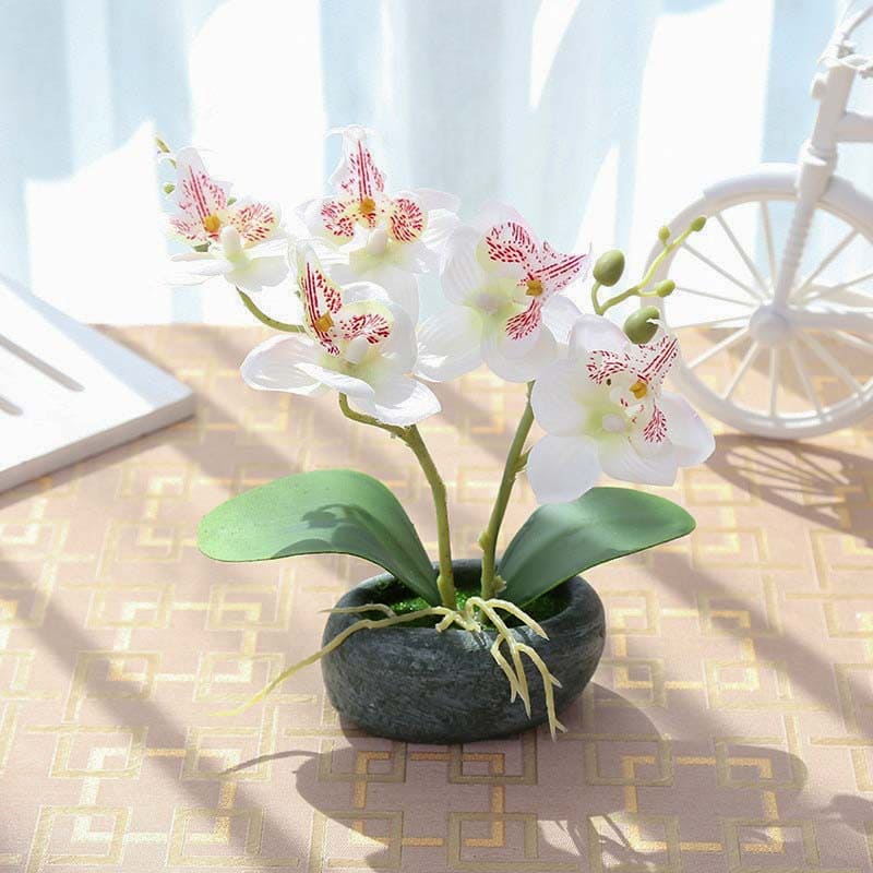 Orchidée Miniature