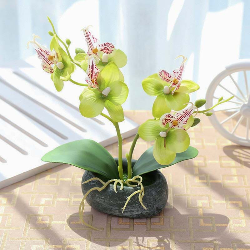 Orchidée Miniature