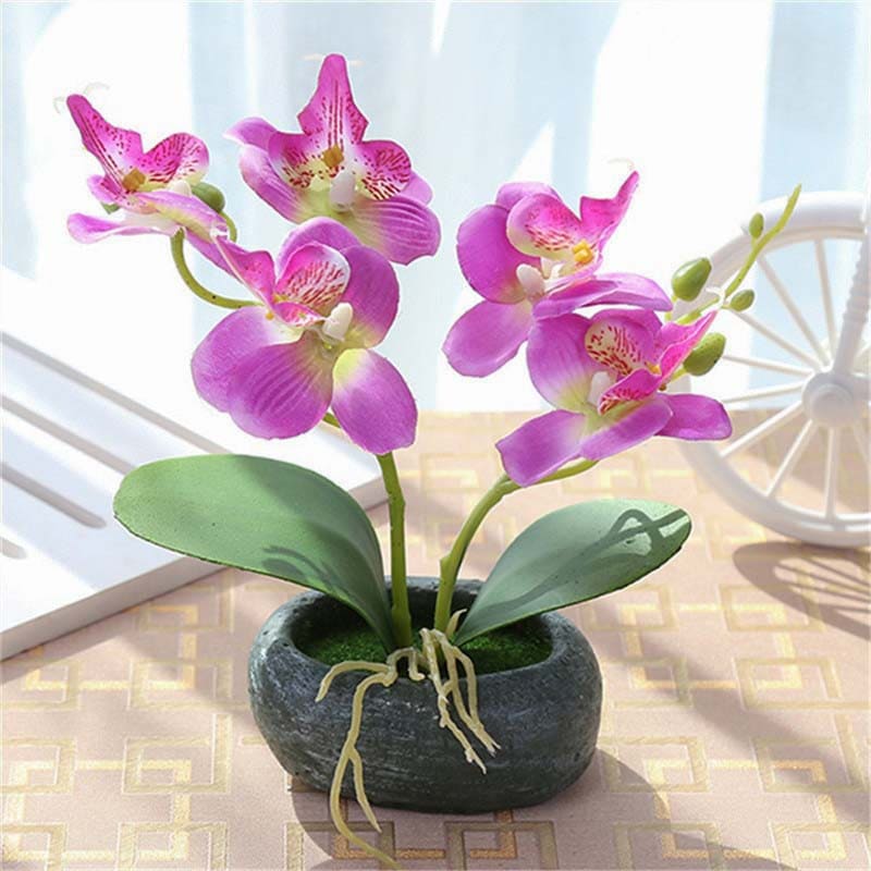 Orchidée Miniature