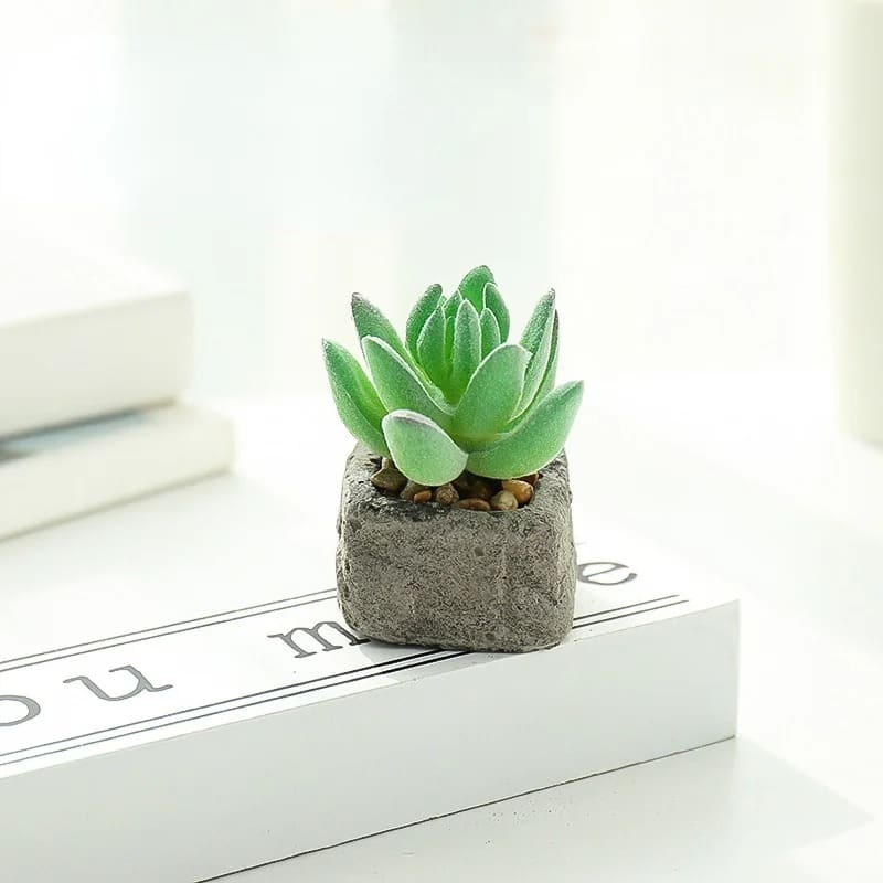Plante Grasse Artificielle Compacte