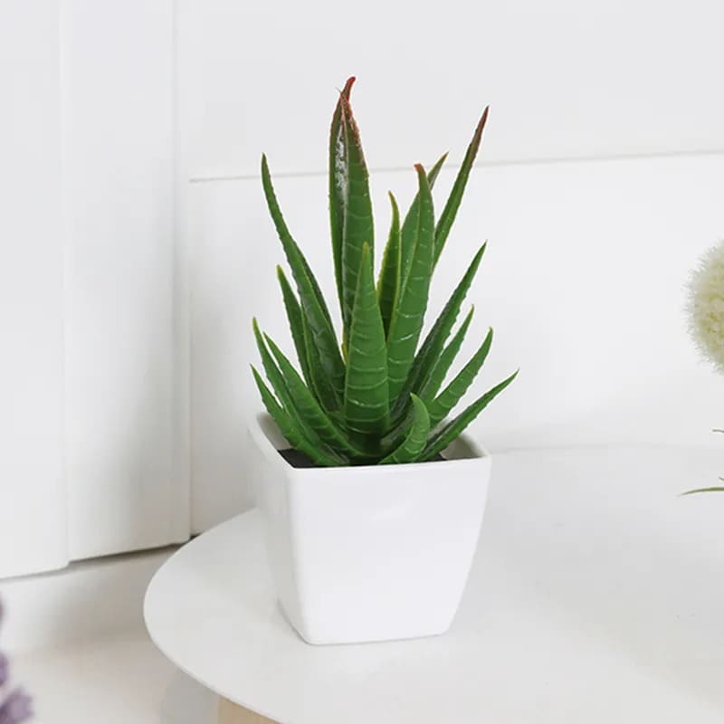 Fleur de Cerisier