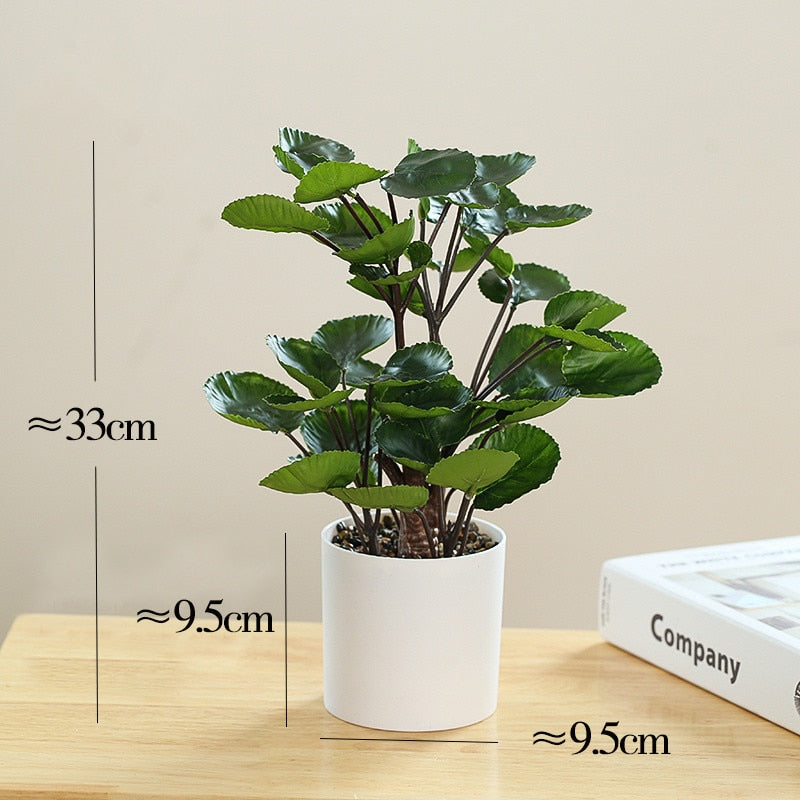Plante Polyscias Green Harmony