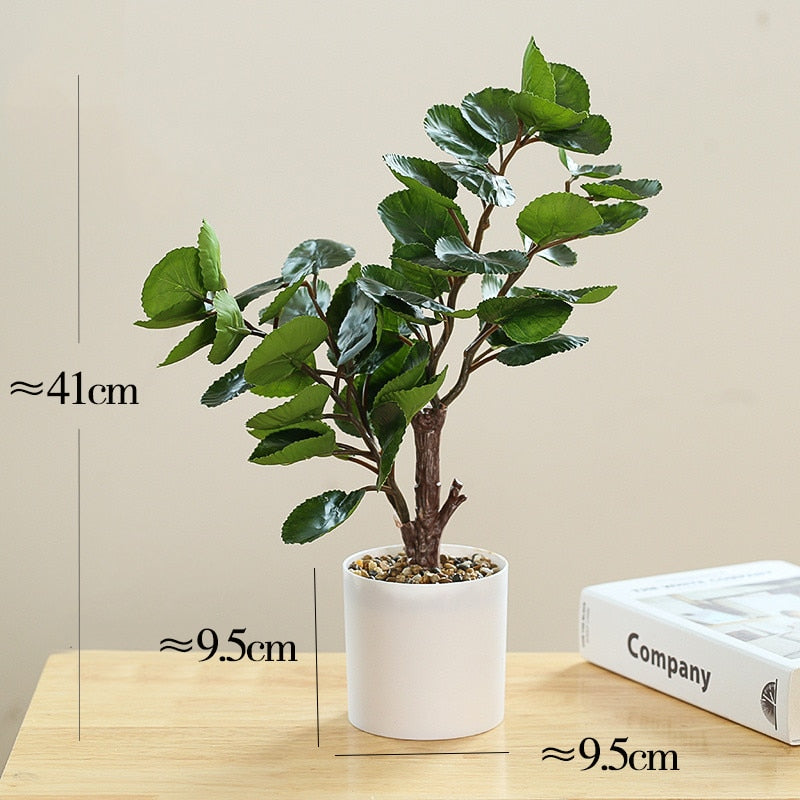 Plante Polyscias Green Harmony