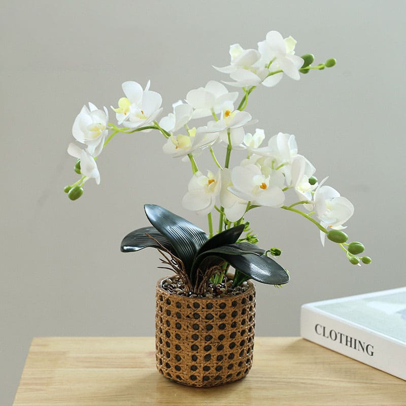 Orchidées exotiques