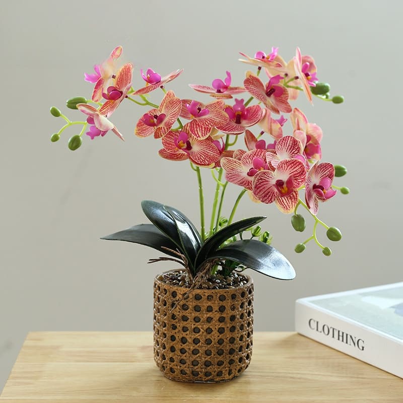 Orchidées exotiques