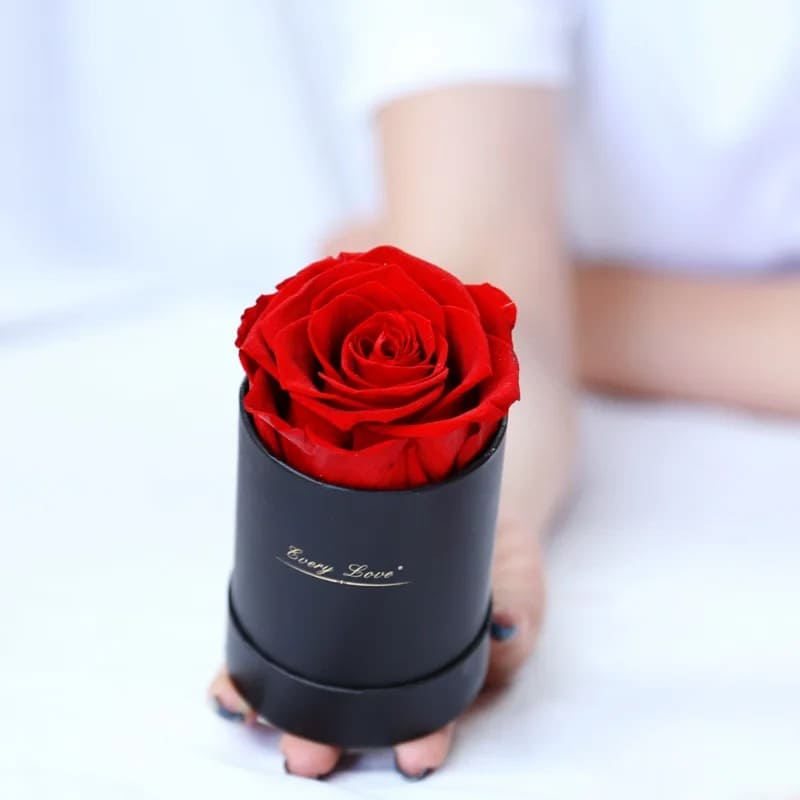Rose Éternelle Abordable