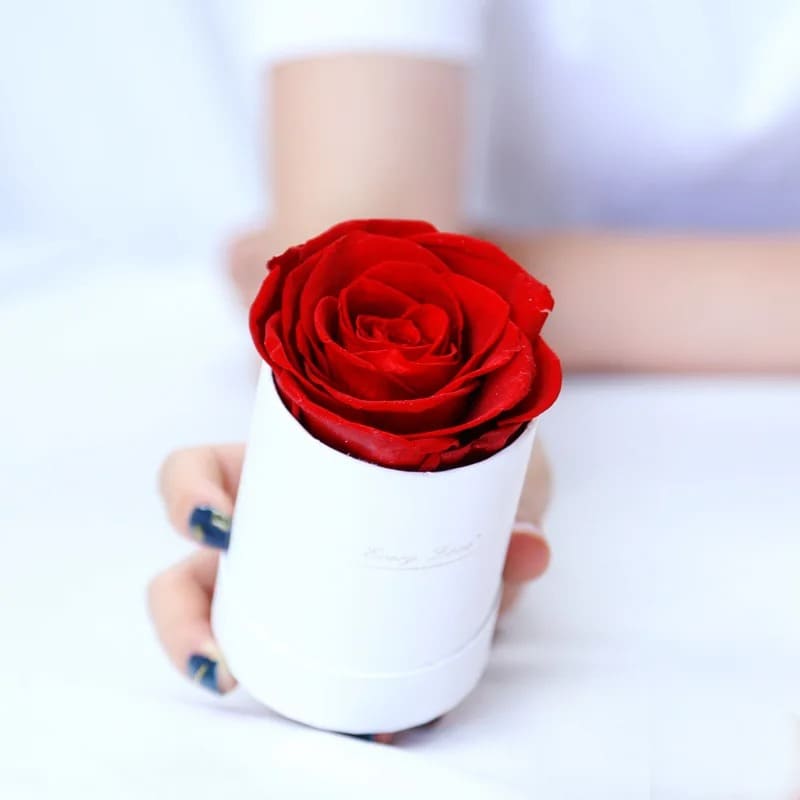 Rose Éternelle Abordable