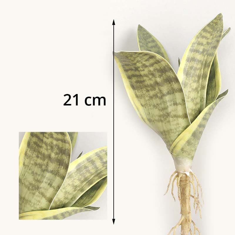 Sansevieria Fleur
