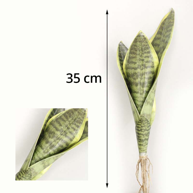 Sansevieria Trifasciata