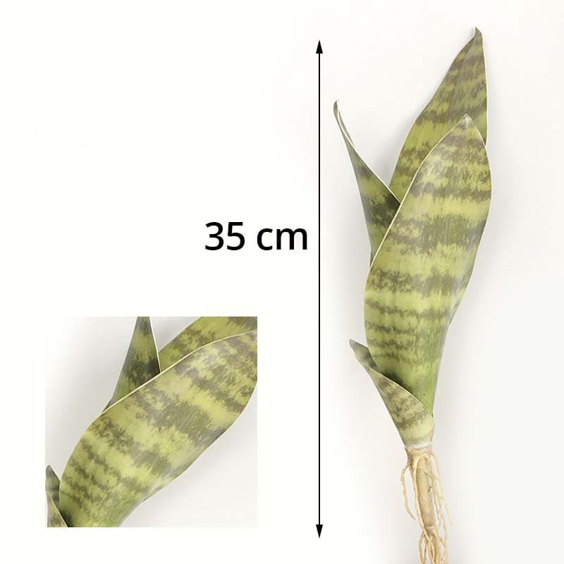 Sansevieria Trifasciata