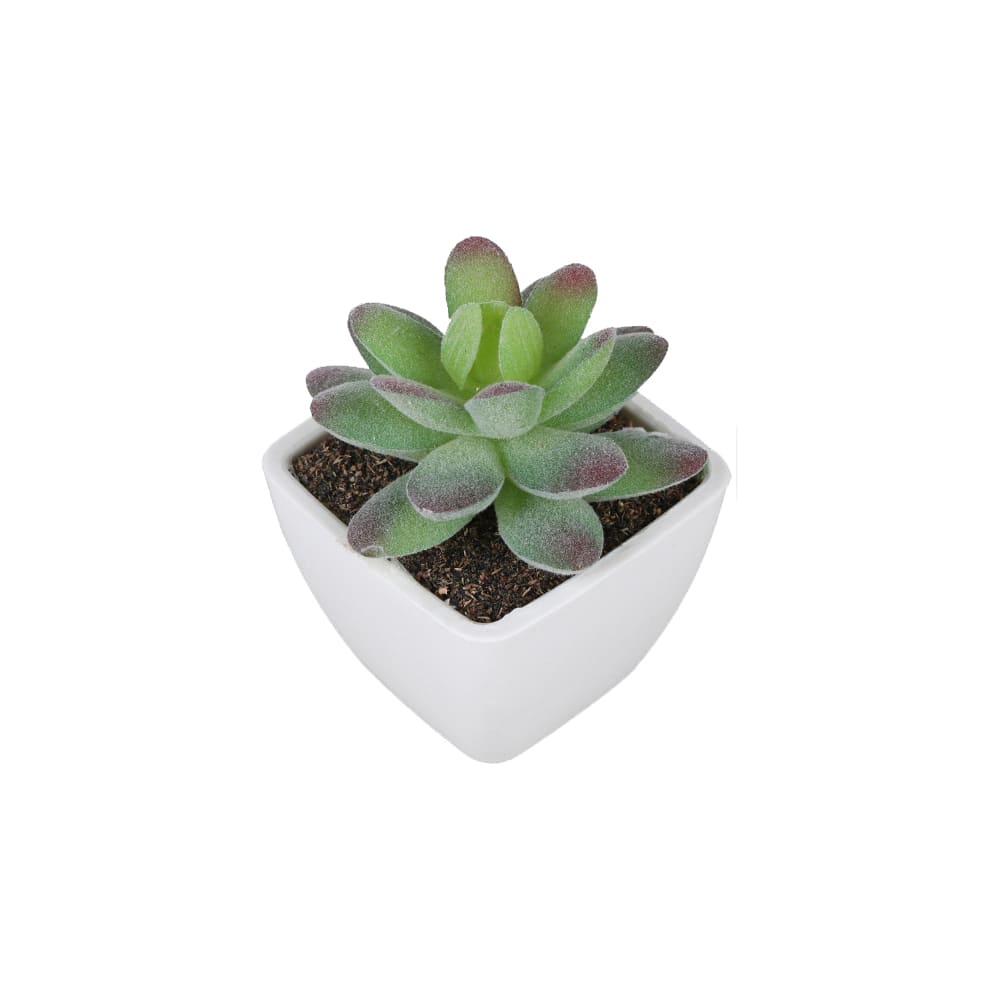 Succulentes Artificielles de Qualité Premium