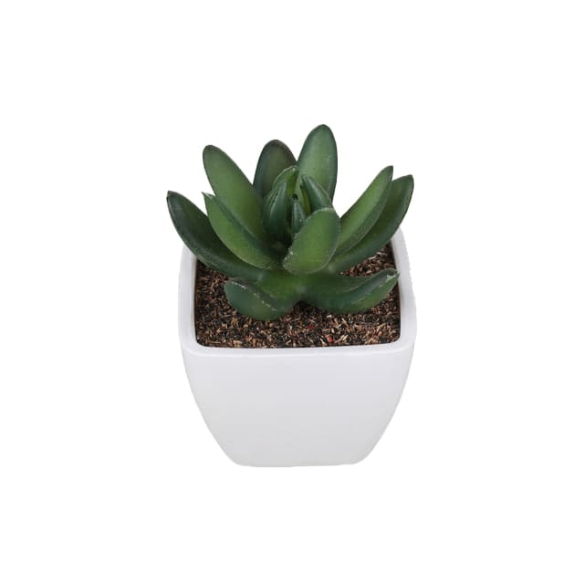 Succulentes Artificielles de Qualité Premium