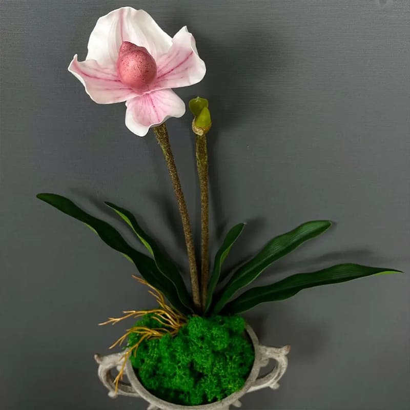 Tige Orchidée