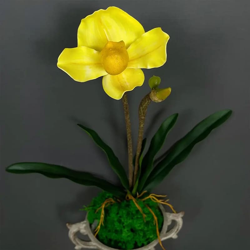 Tige Orchidée