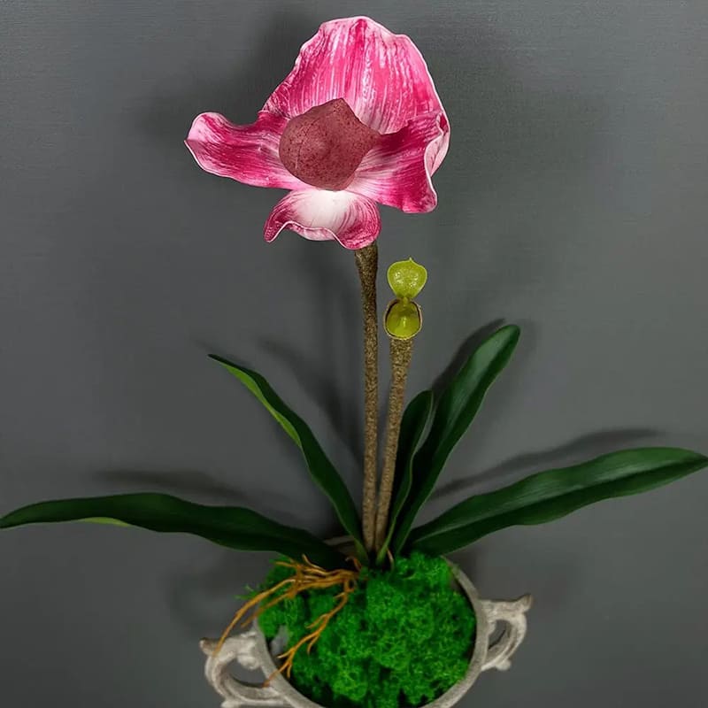 Tige Orchidée