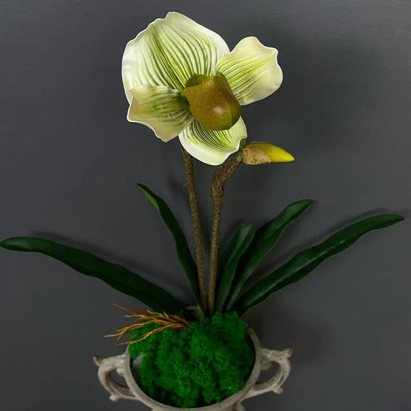Tige Orchidée