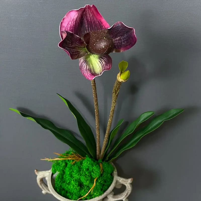 Tige Orchidée
