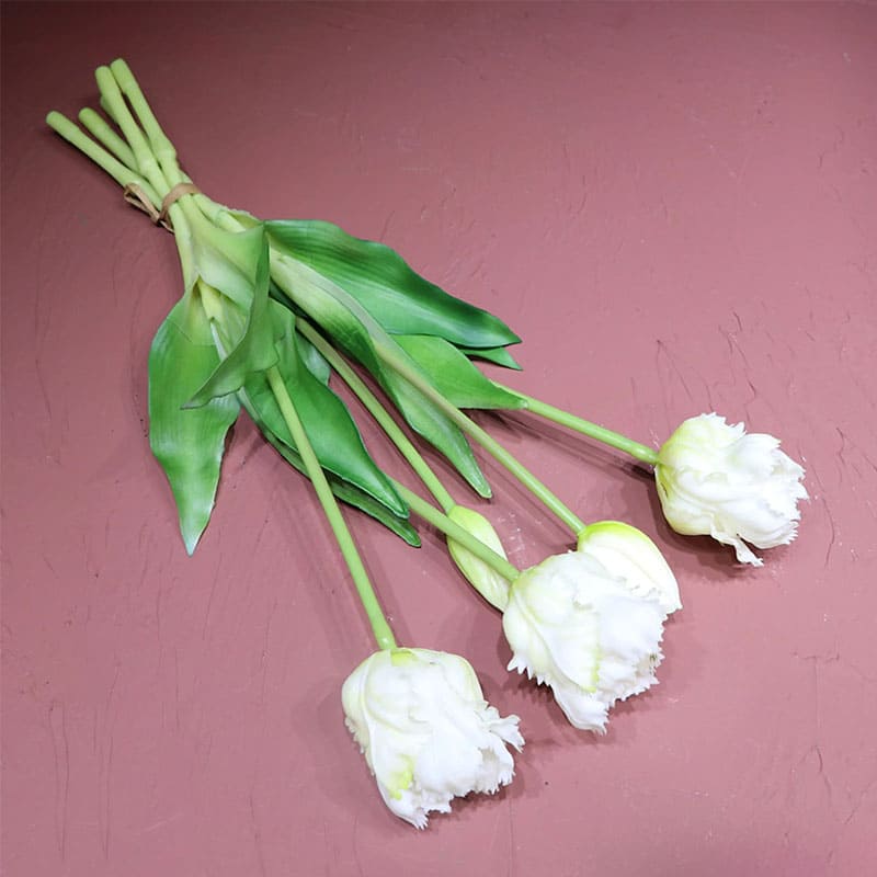 Tulipes Perroquet Premium.