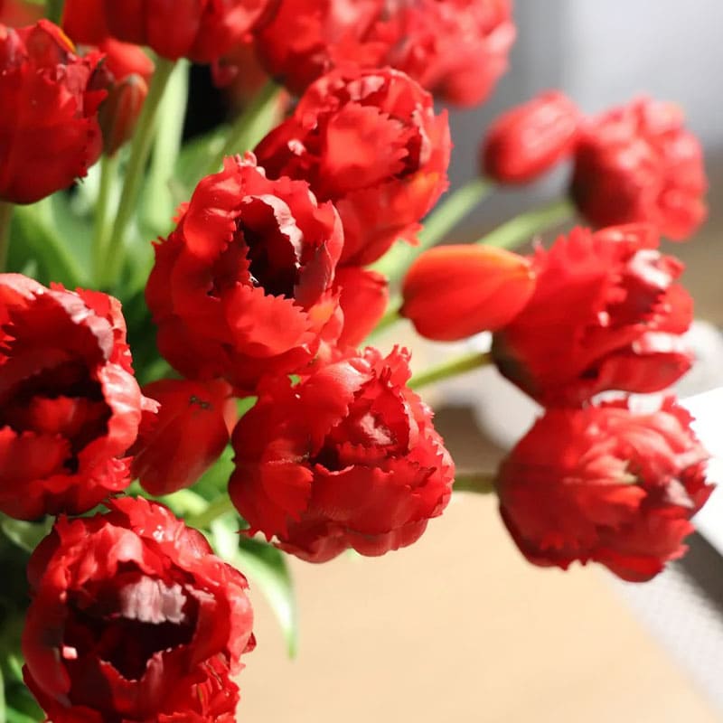 Tulipes Perroquet Premium.