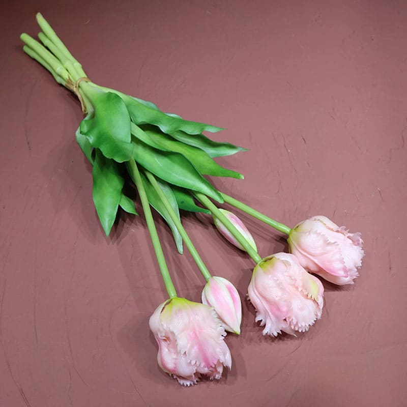 Tulipes Perroquet Premium.