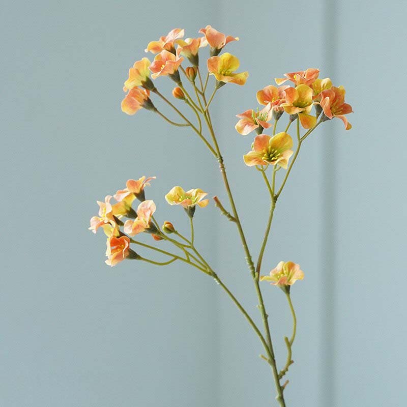 *Vernicia Fordii - Huile Végétale Bio 100% Pure* devient *Vernicia Fordii*